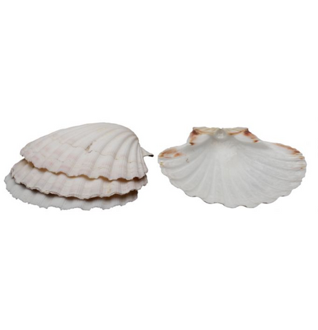 HIC 4" Natural Baking Shells - Set of 4