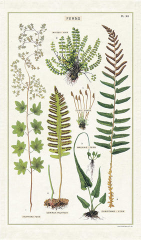 Cavallini & Co. Tea Towel - Ferns